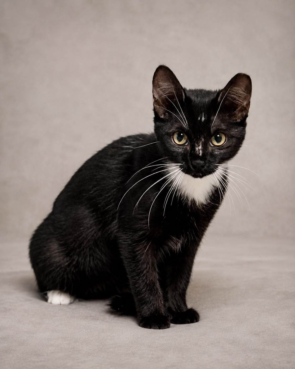 Cassie, adopted, Kitten Female Tuxedo.