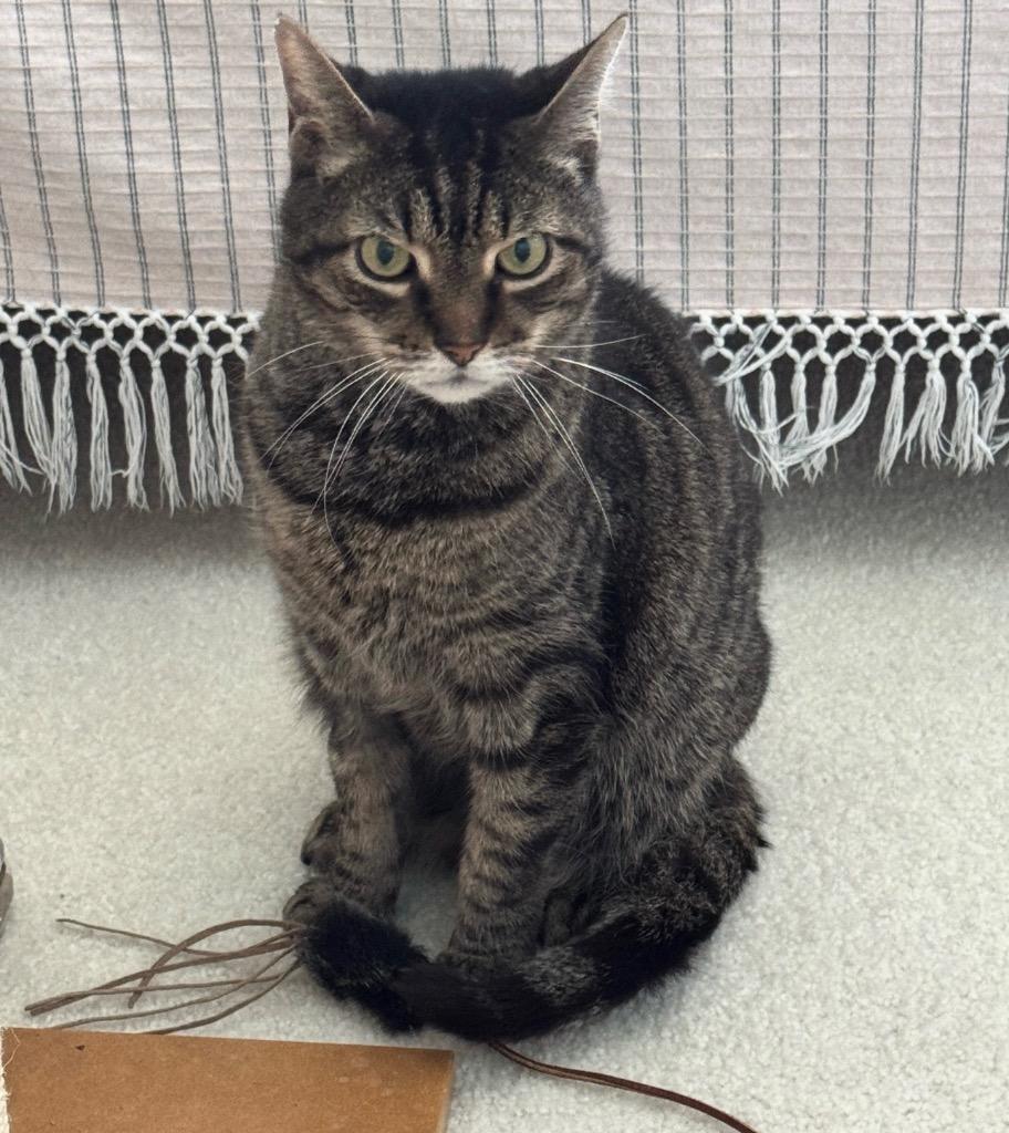 Albert, Adoptable, Adult Male Domestic Short Hair.