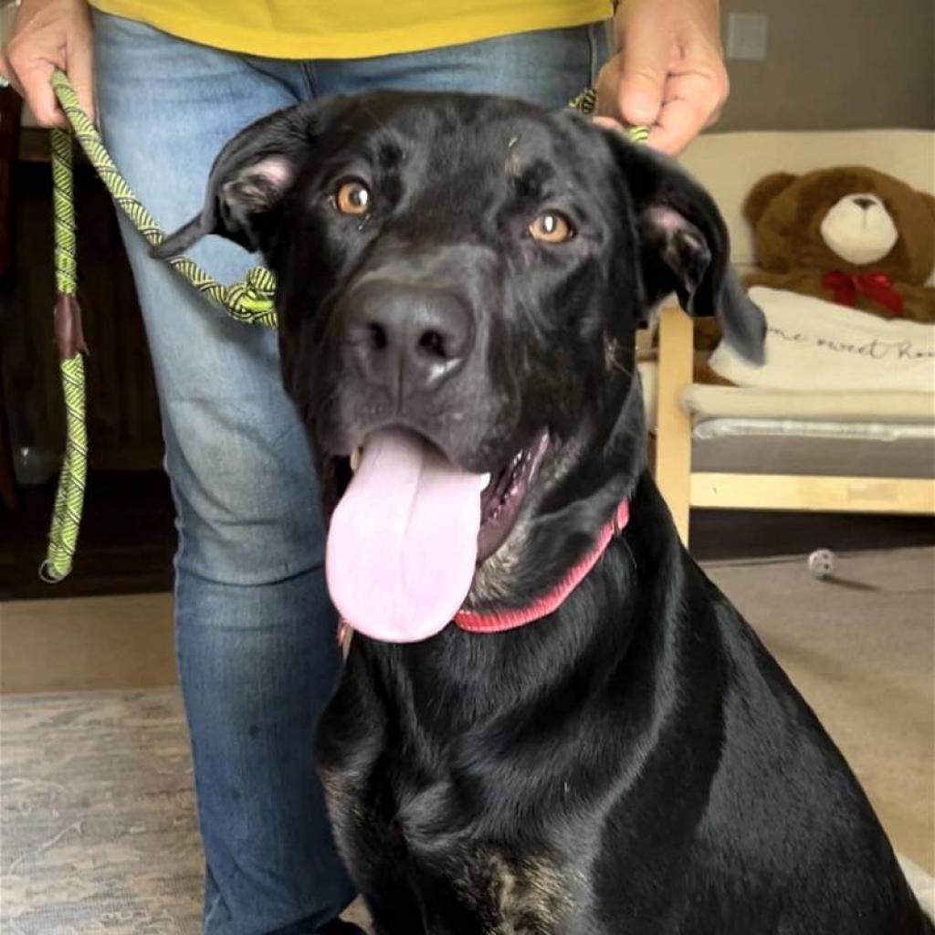 Enlarge Marco, a Adoptable mixed breed in Weatherford, TX image 1/6