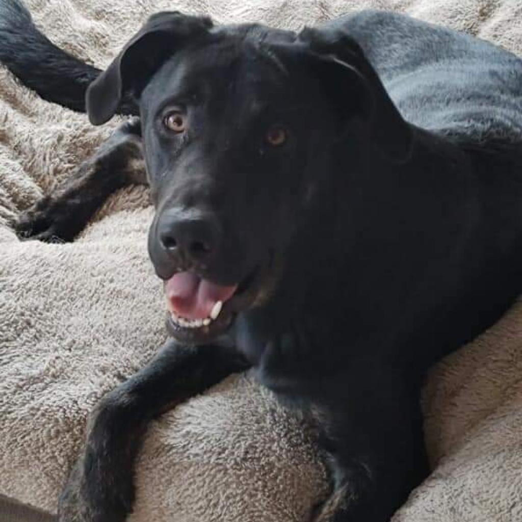 Enlarge Marco, a Adoptable mixed breed in Weatherford, TX image 2/6