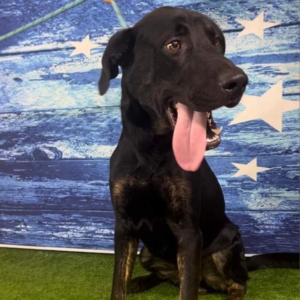 Enlarge Marco, a Adoptable mixed breed in Weatherford, TX image 5/6