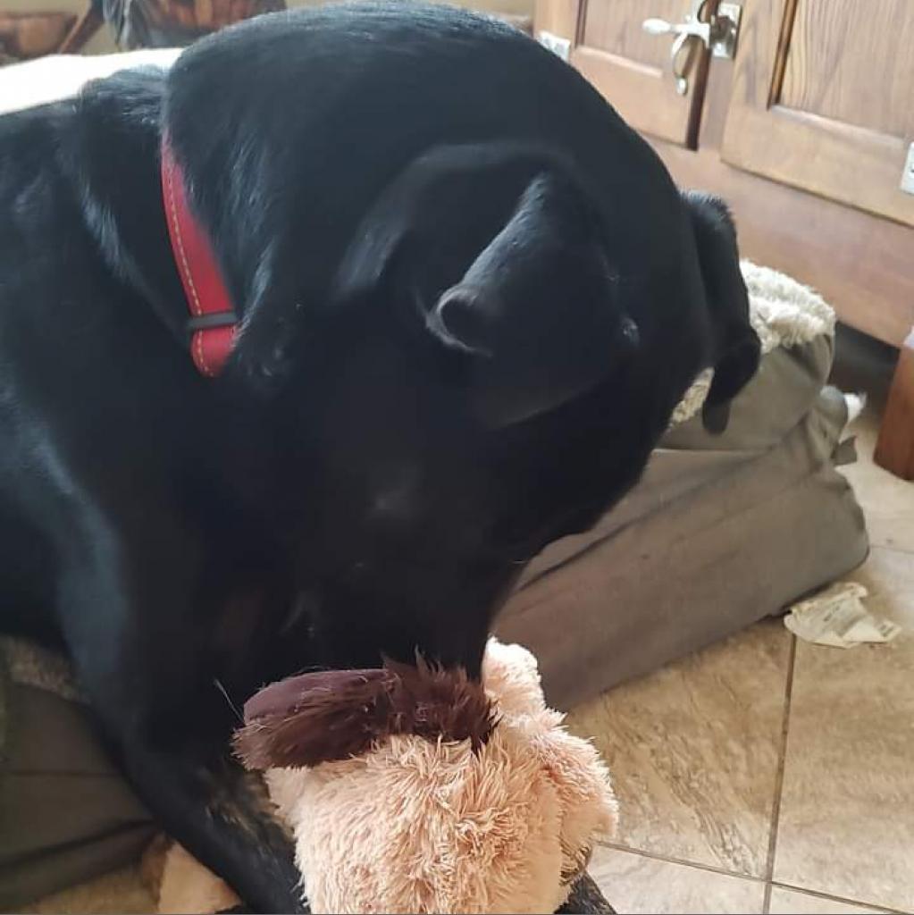 Enlarge Marco, a Adoptable mixed breed in Weatherford, TX image 6/6