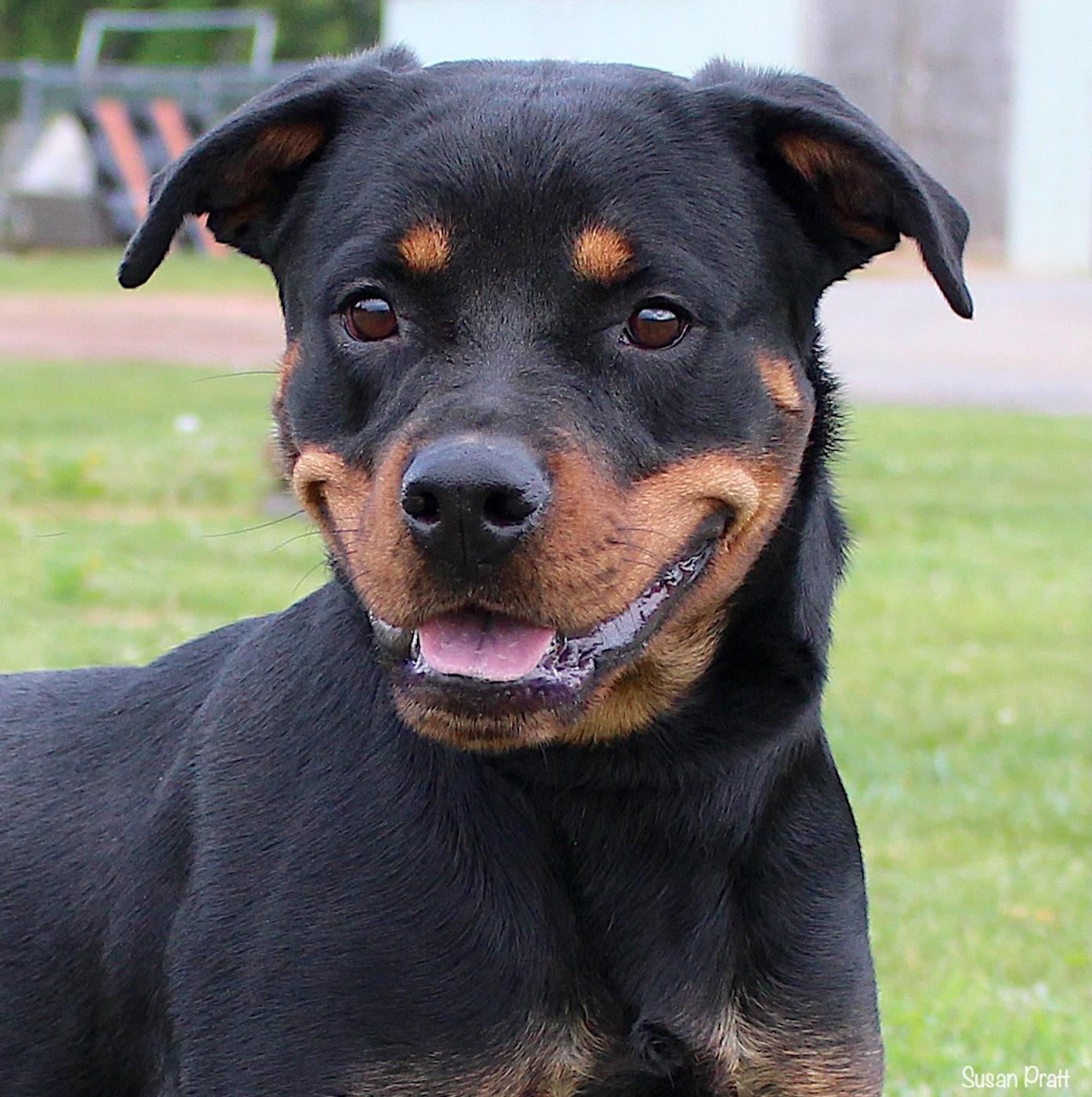 Lady, ADOPTABLE, Young Female Rottweiler.
