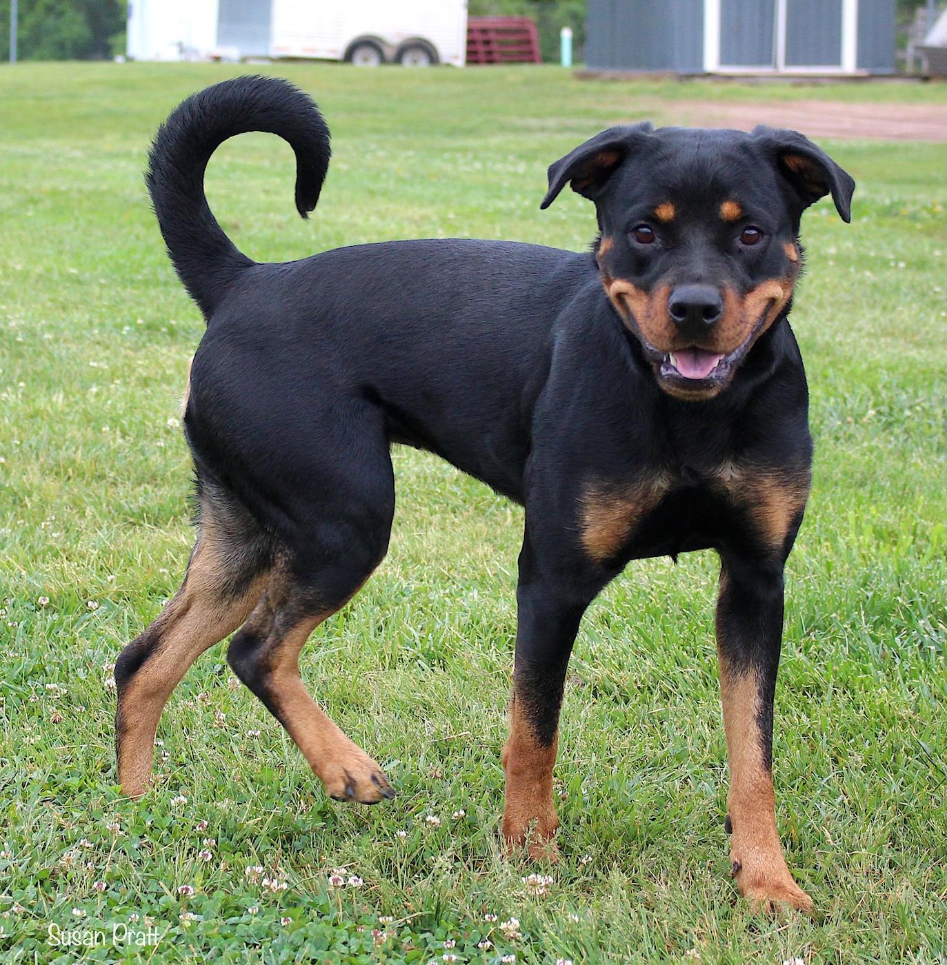 Enlarge Lady, a ADOPTABLE Rottweiler in Bedford, VA image 2/3
