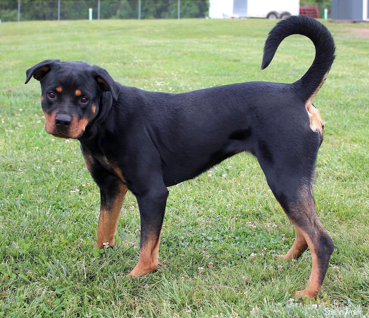 Enlarge Lady, a ADOPTABLE Rottweiler in Bedford, VA image 3/3
