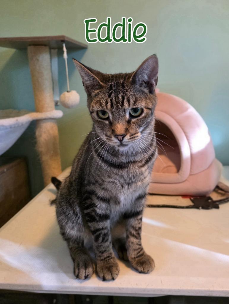 Eddie (Munster), Adoptable, Young Male Domestic Short Hair.