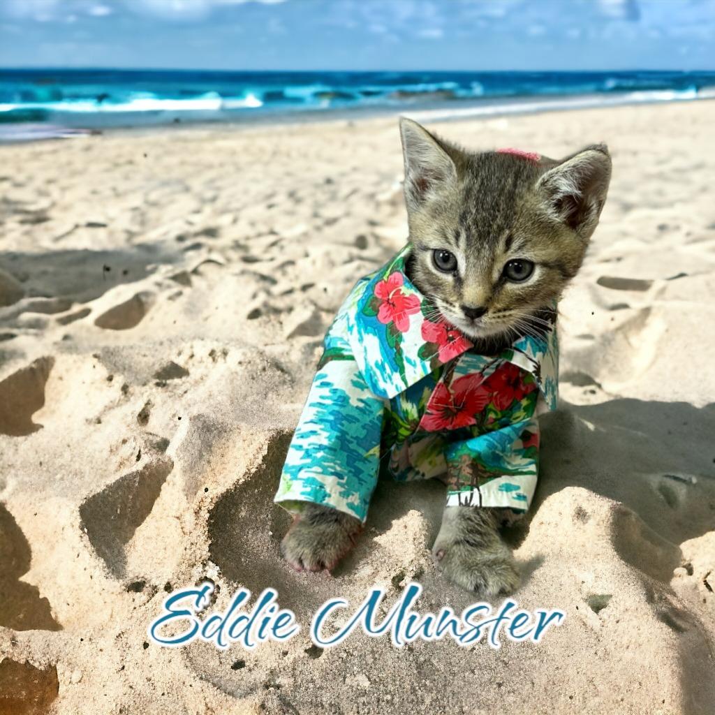 Eddie (Munster), Adoptable, Young Male Domestic Short Hair.