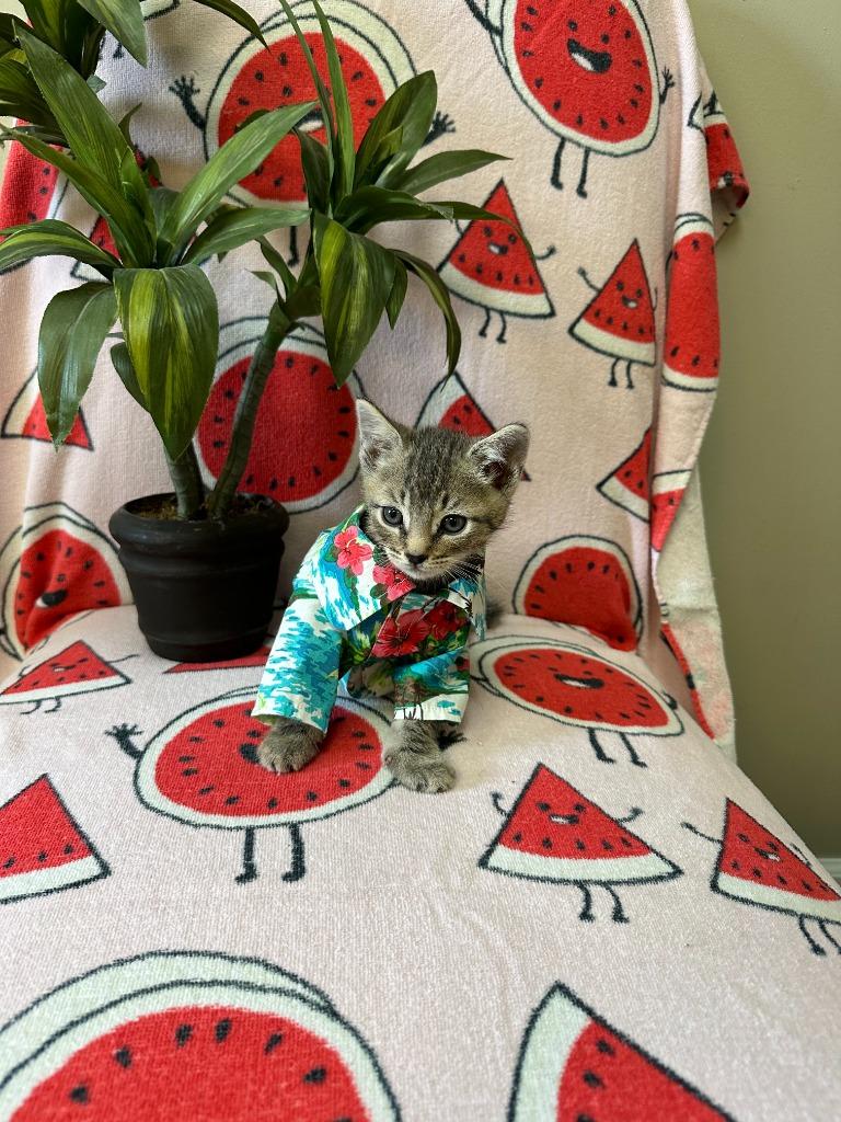 Enlarge Eddie (Munster), a Adoptable mixed breed in Port Clinton, OH image 3/6