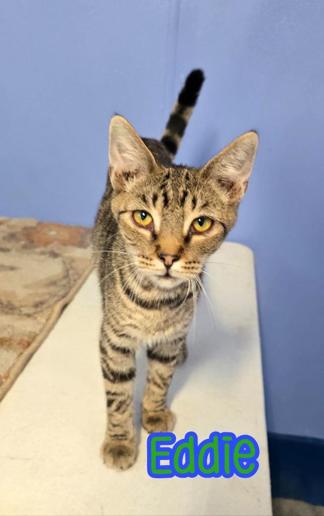 Enlarge Eddie (Munster), a Adoptable mixed breed in Port Clinton, OH image 5/6