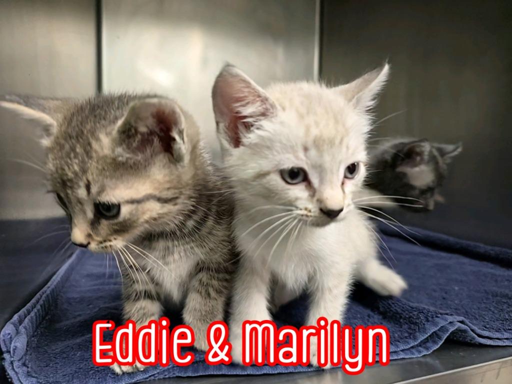 Enlarge Eddie (Munster), a Adoptable mixed breed in Port Clinton, OH image 6/6