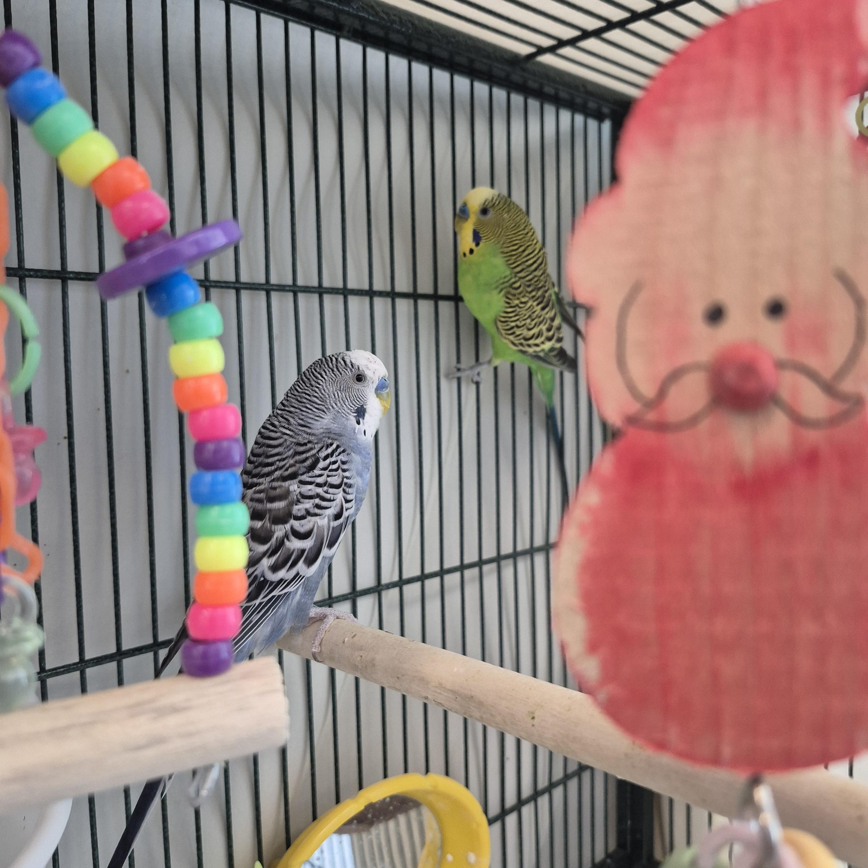 Enlarge Bird Reynolds & Cluck Norris, a Adoptable Parakeet (Other) in New Westminster, BC image 1/1