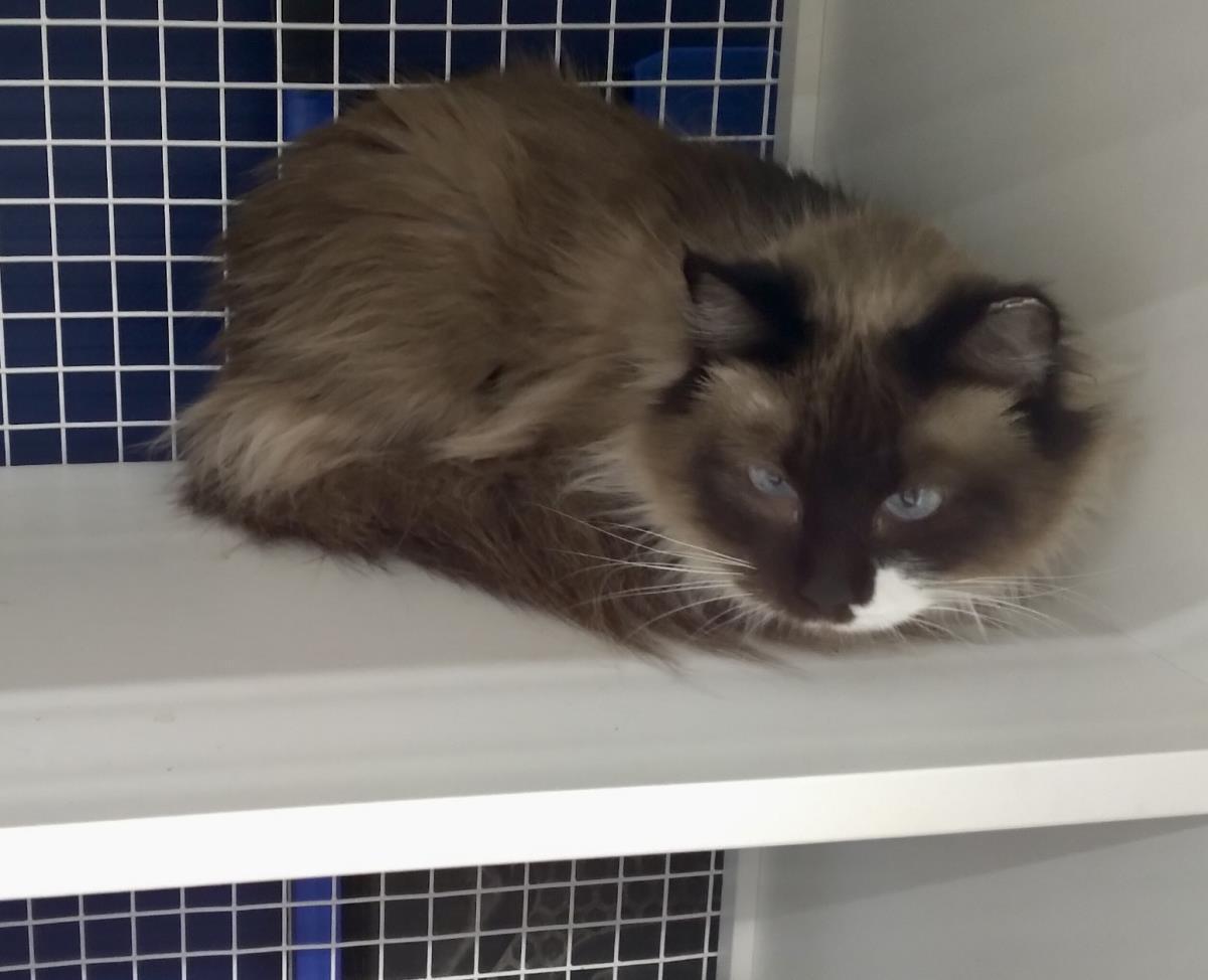 Precious, Adoptable, Adult Female Domestic Long Hair & Snowshoe.
