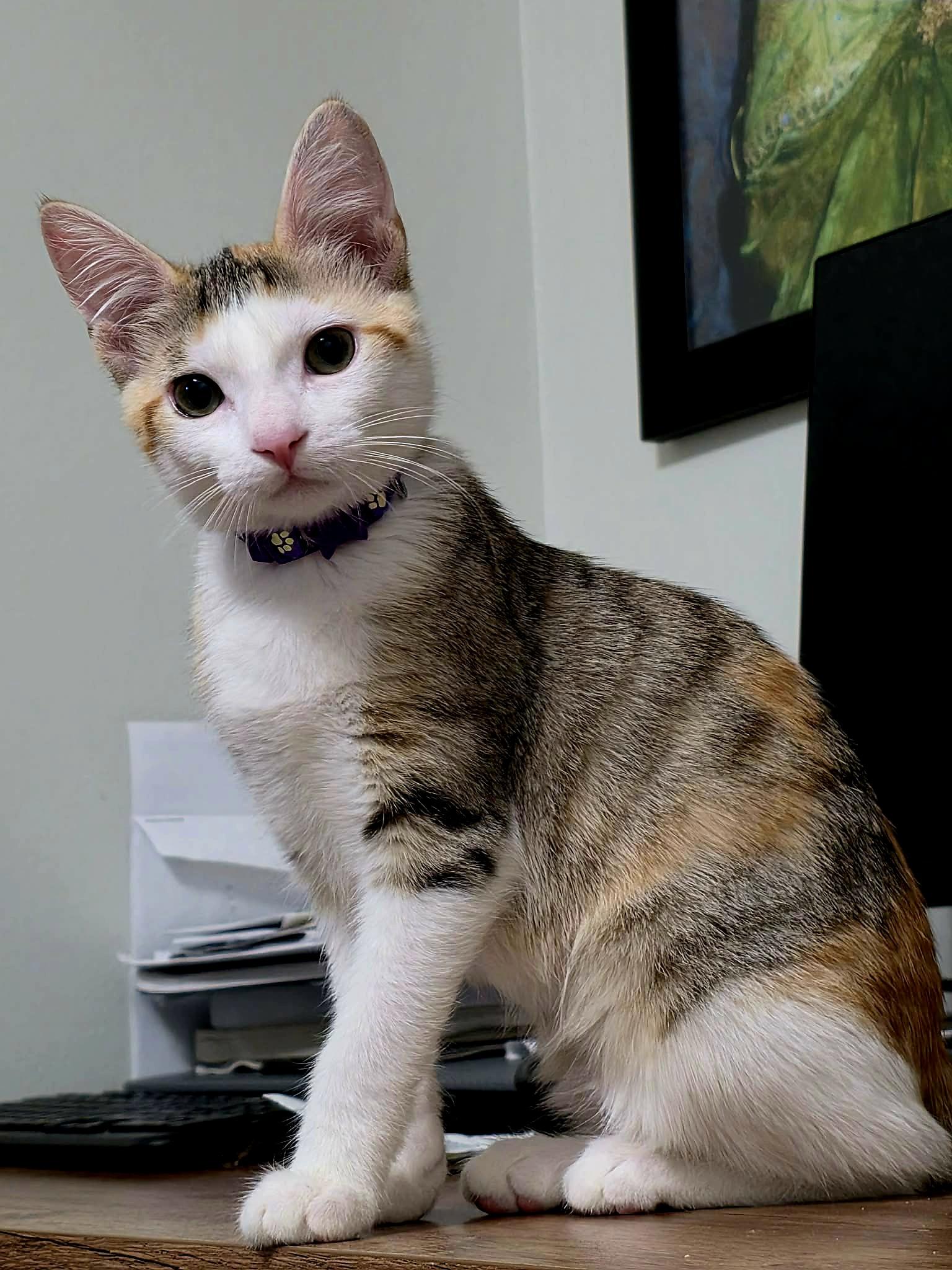  Frappe - Sweet and affectionate, Adoptable, Kitten Female Domestic Short Hair.