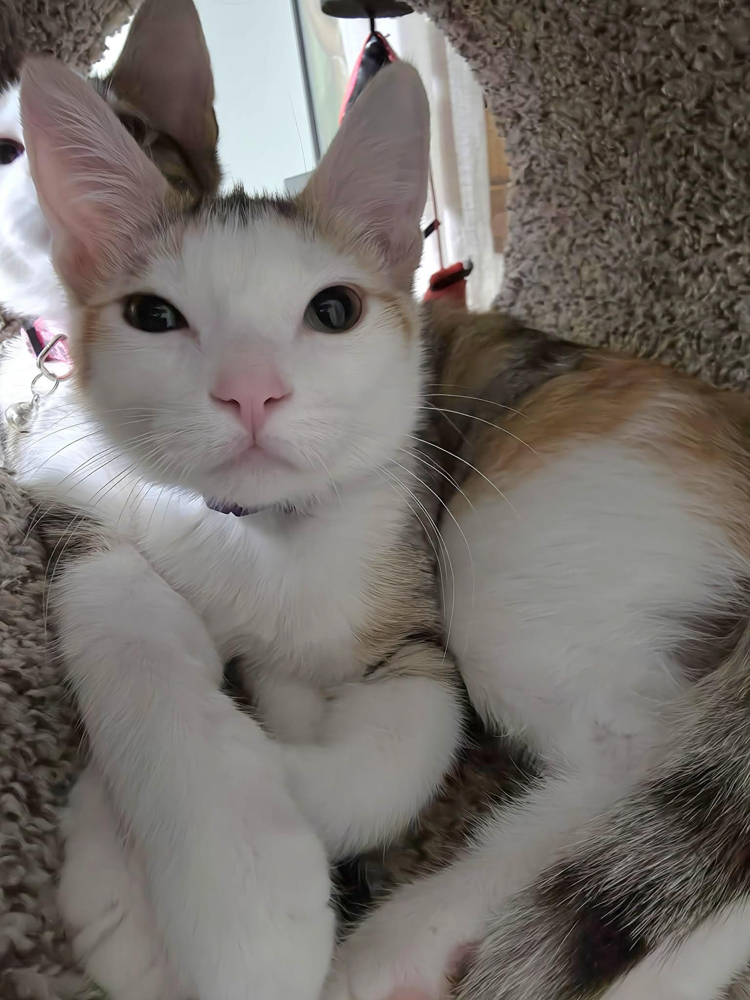 Enlarge  Frappe - Sweet and affectionate, a Adoptable Domestic Short Hair in Racine, WI image 5/6