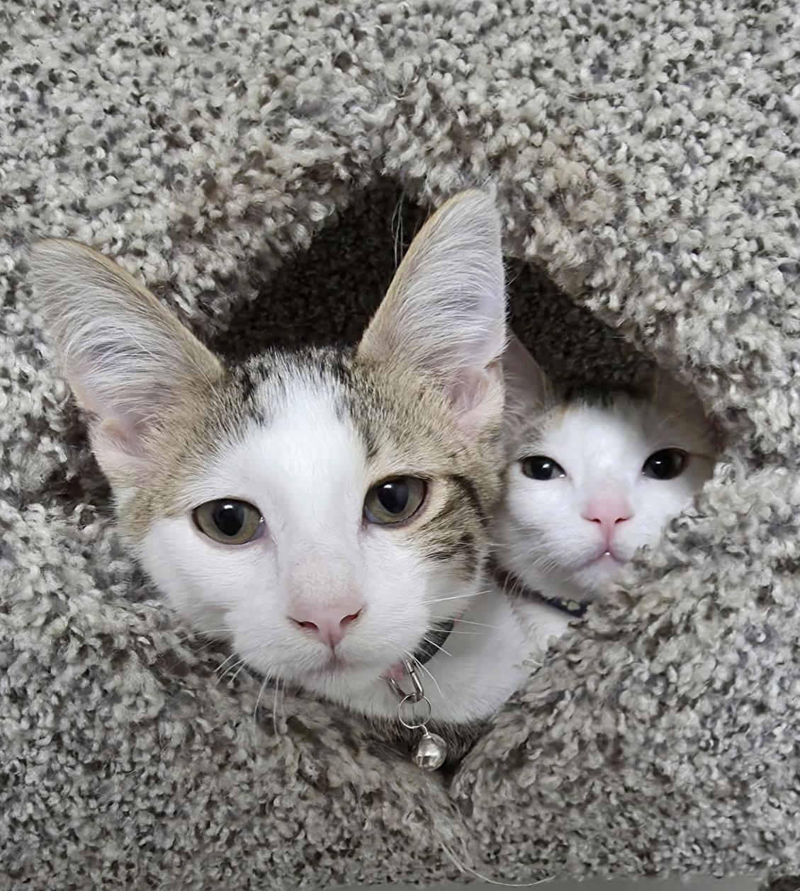 Enlarge  Frappe - Sweet and affectionate, a Adoptable Domestic Short Hair in Racine, WI image 2/6