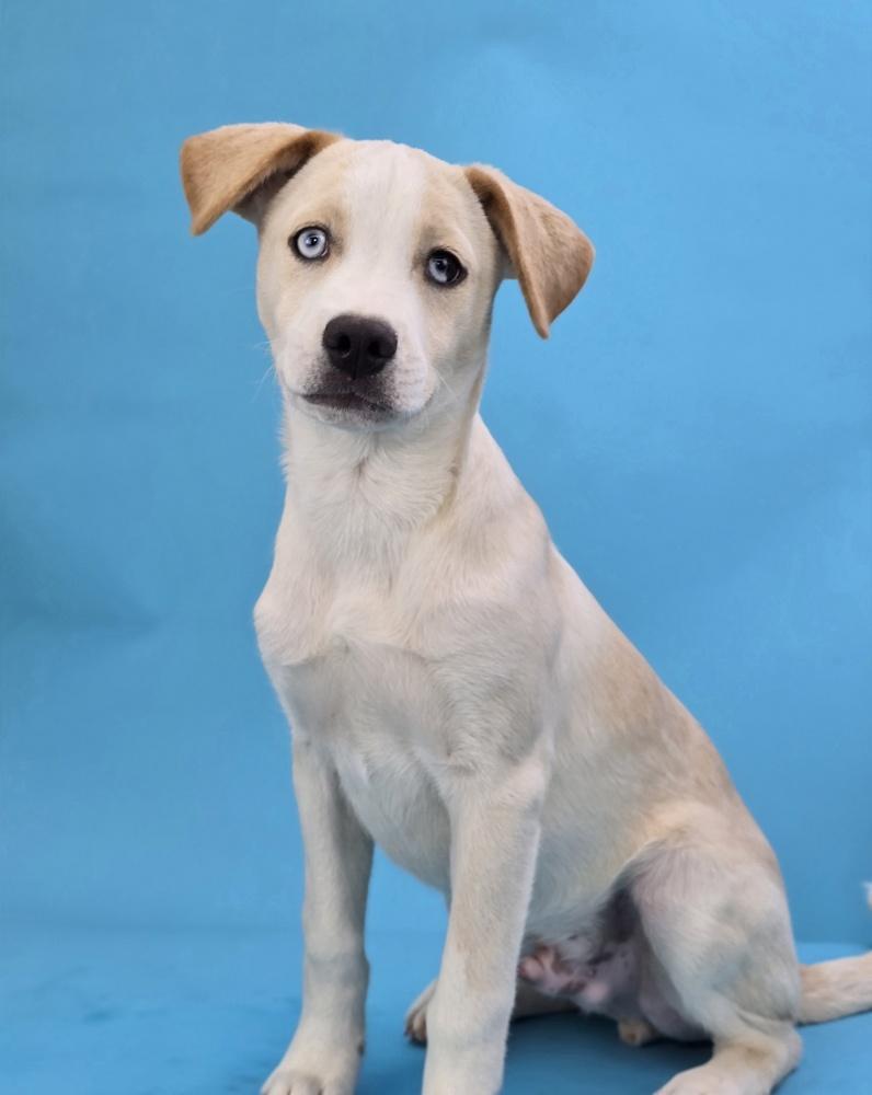 Enlarge Alejandro, a Adoptable mixed breed in Sedalia, CO image 2/3