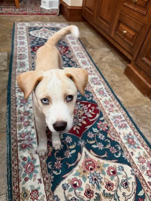 Enlarge Alejandro, a Adoptable mixed breed in Sedalia, CO image 3/3