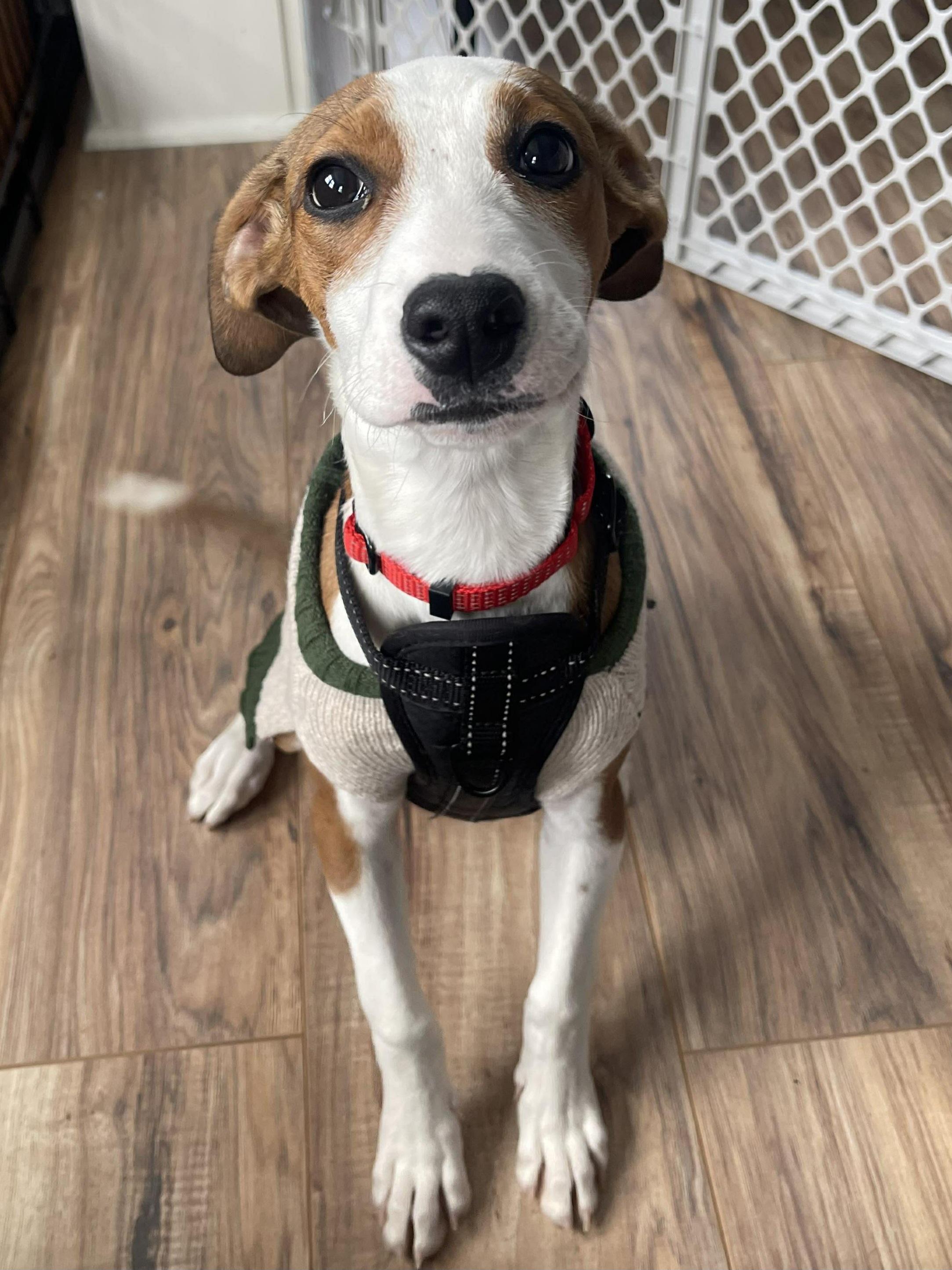 Ember, adopted, Puppy Female Hound.