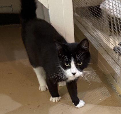Thackery Binks, Adoptable, Young Male Domestic Short Hair.