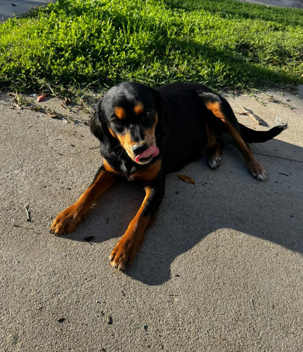 Enlarge Rhoda, a ADOPTABLE mixed breed in Penryn, CA image 1/2