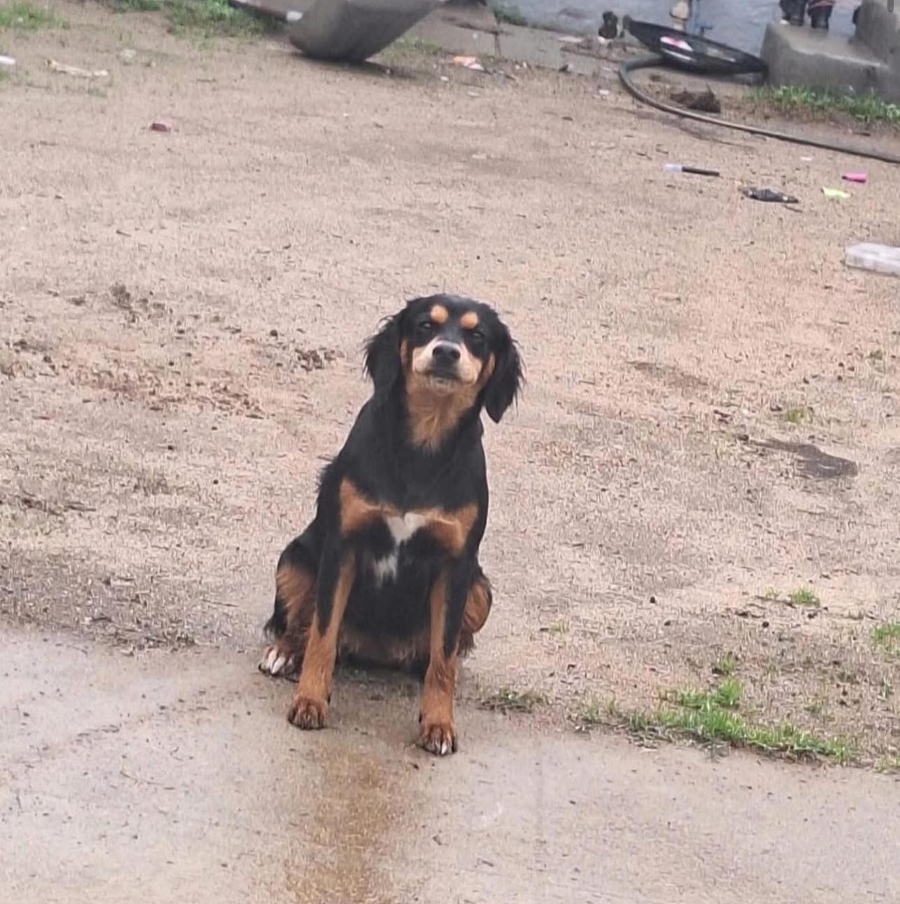 Enlarge Rhoda, a ADOPTABLE mixed breed in Penryn, CA image 2/2