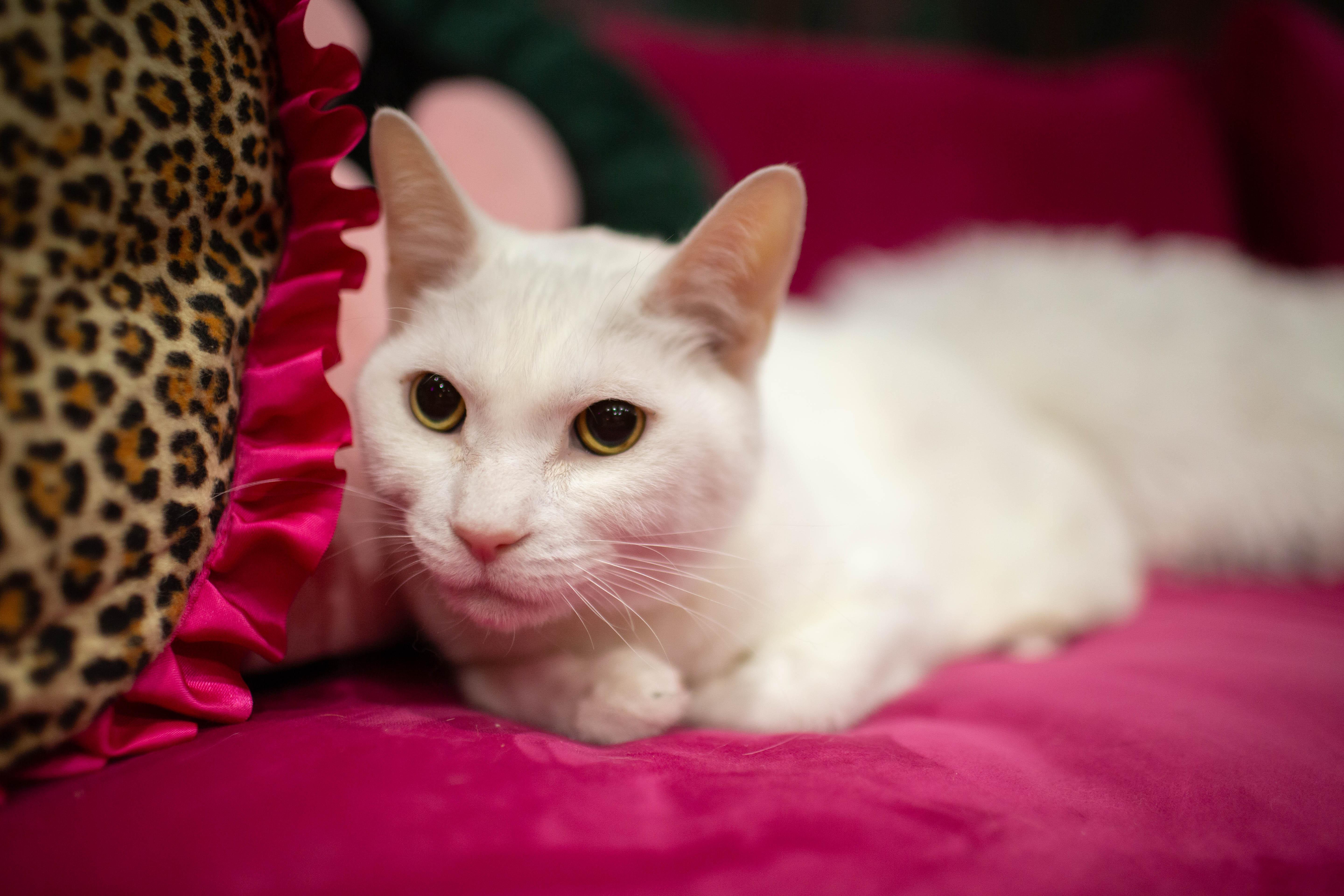 Pepe, ADOPTABLE, Adult Male Domestic Short Hair.