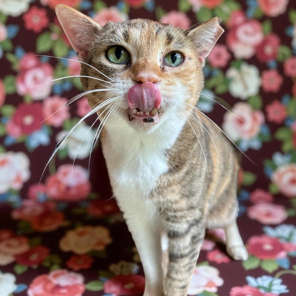 Enlarge Tootsie, a Adoptable Domestic Short Hair in Lithia, FL image 1/2