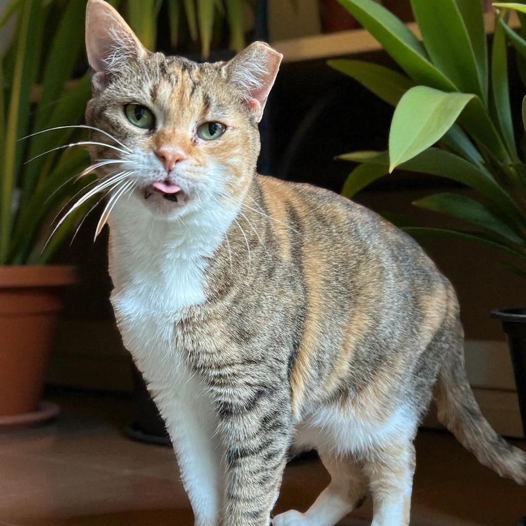 Enlarge Tootsie, a Adoptable Domestic Short Hair in Lithia, FL image 2/2