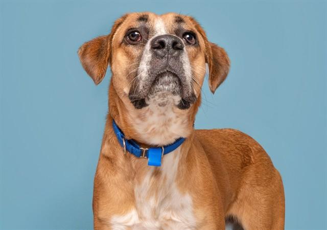 SCOOBY, Adoptable, Young Male German Shepherd Dog & Mixed Breed.