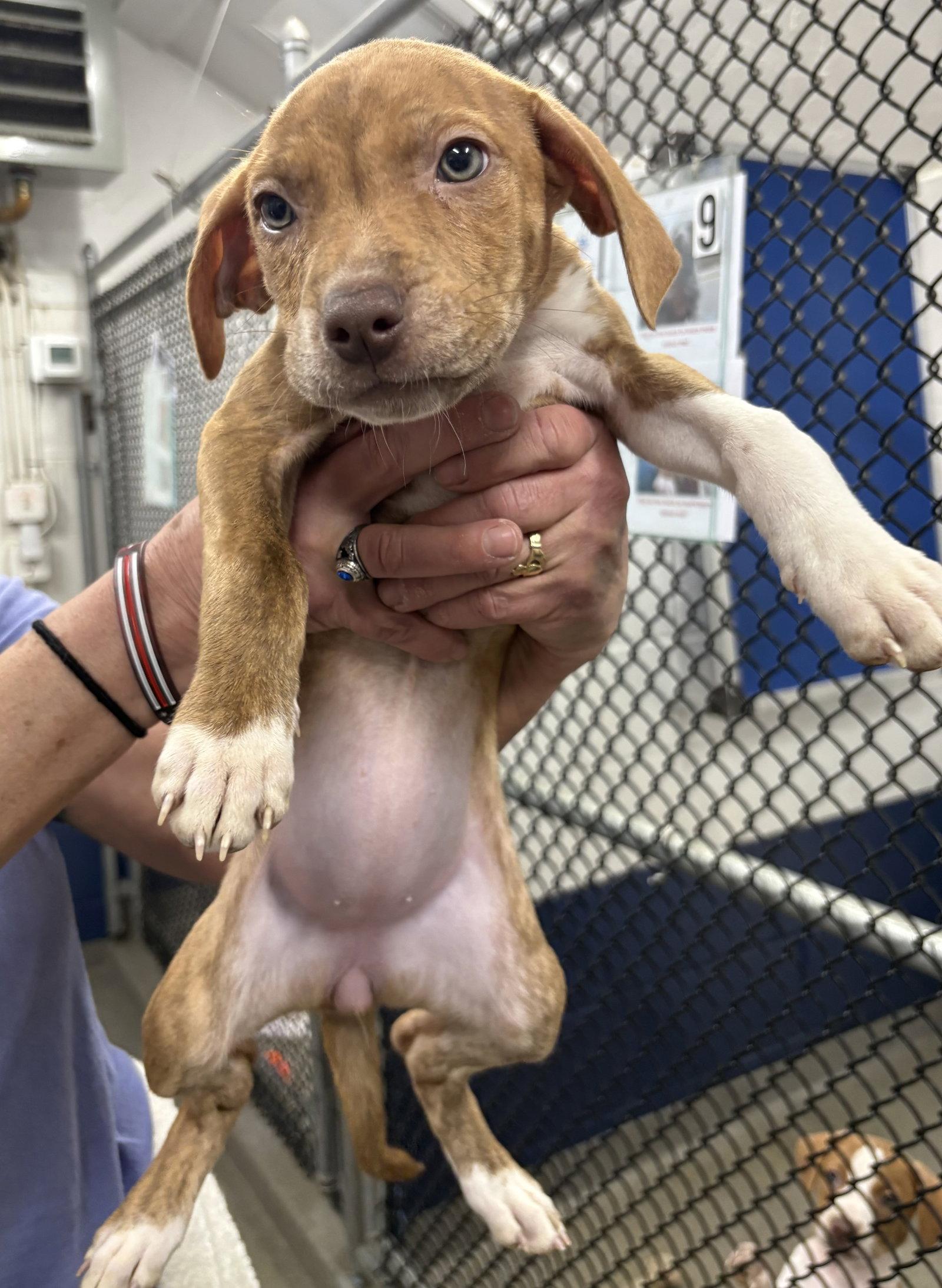 Stella 2 months, Adopted, Young Female Terrier.