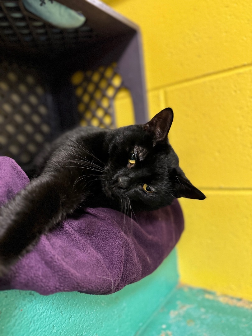 Gizmo, an adoptable Domestic Short Hair in Pottsville, PA_image-1
