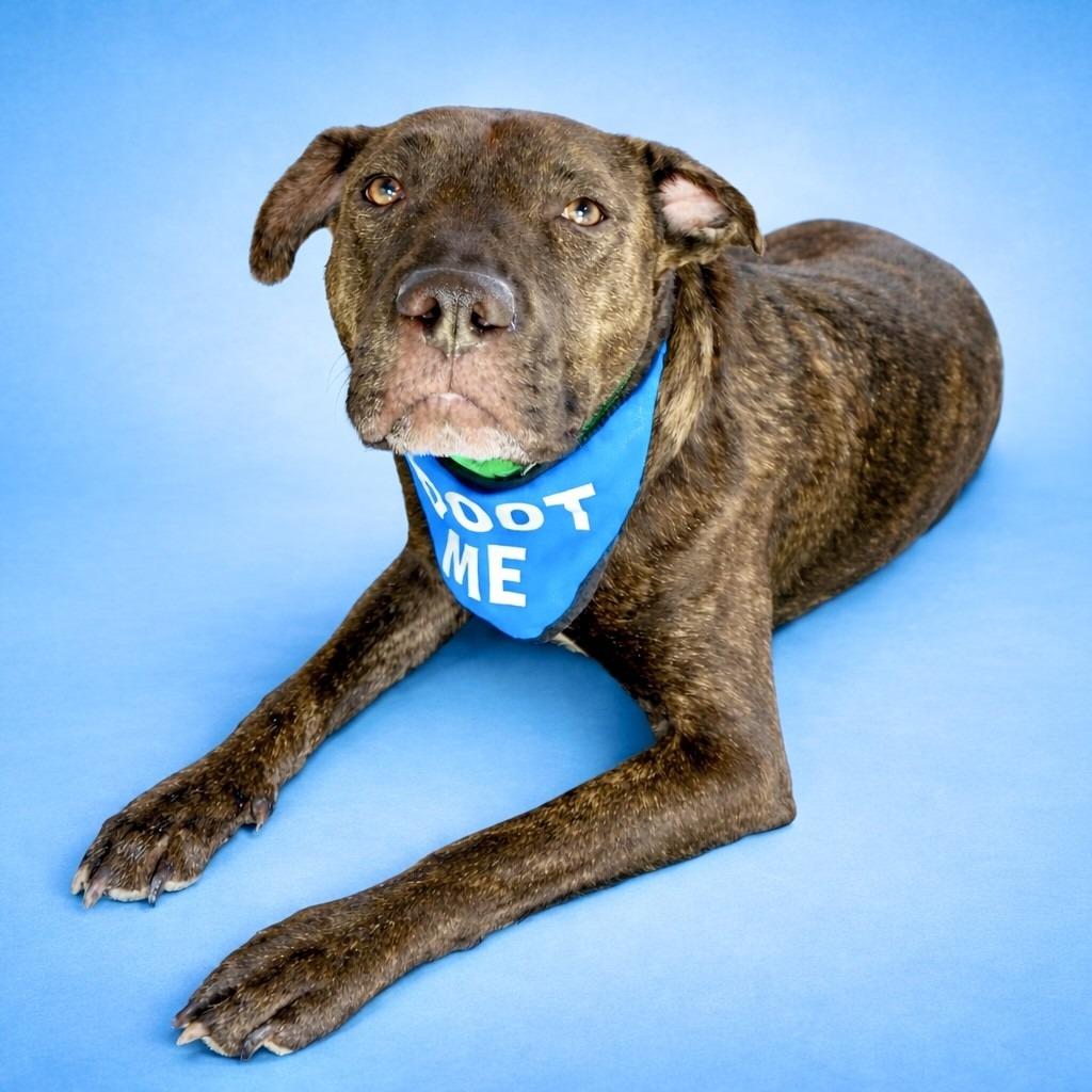 Nemo, a Adoptable mixed breed in Seagoville, TX image 1/6