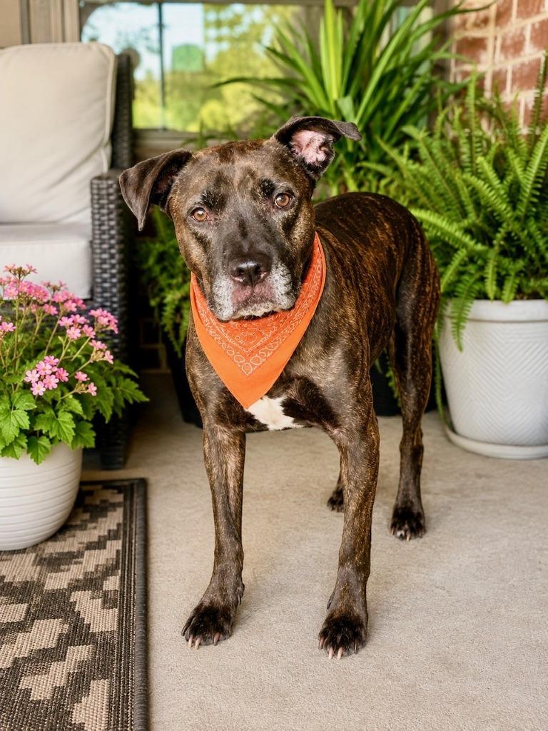 Nemo, Adoptable, Senior Male Labrador Retriever & Mixed Breed.