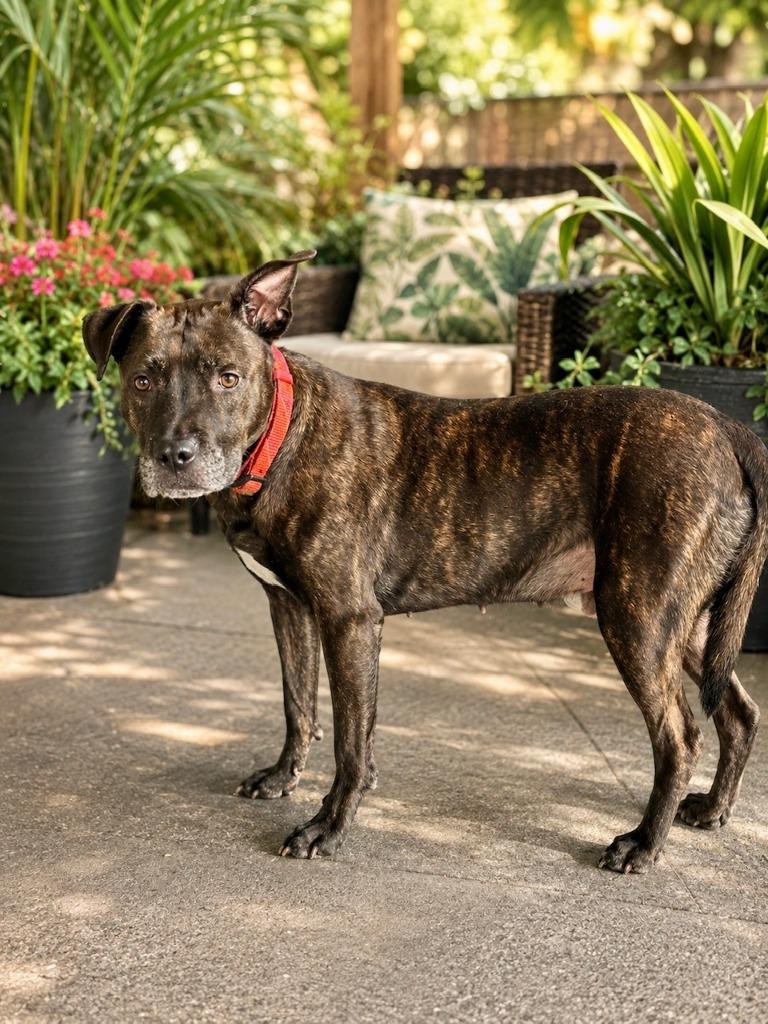 Nemo, a Adoptable mixed breed in Seagoville, TX image 2/6