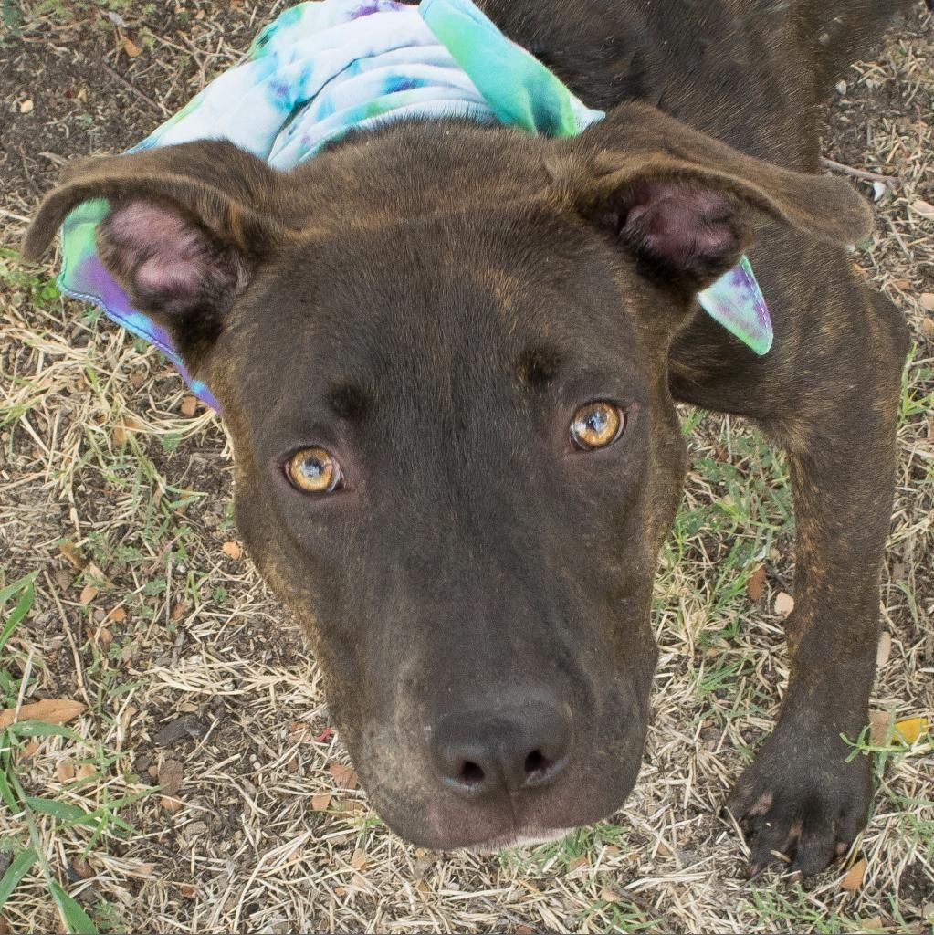 Nemo, a Adoptable mixed breed in Seagoville, TX image 2/6