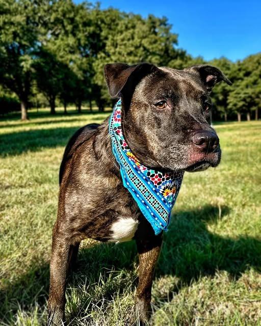 Nemo, a Adoptable mixed breed in Seagoville, TX image 4/6