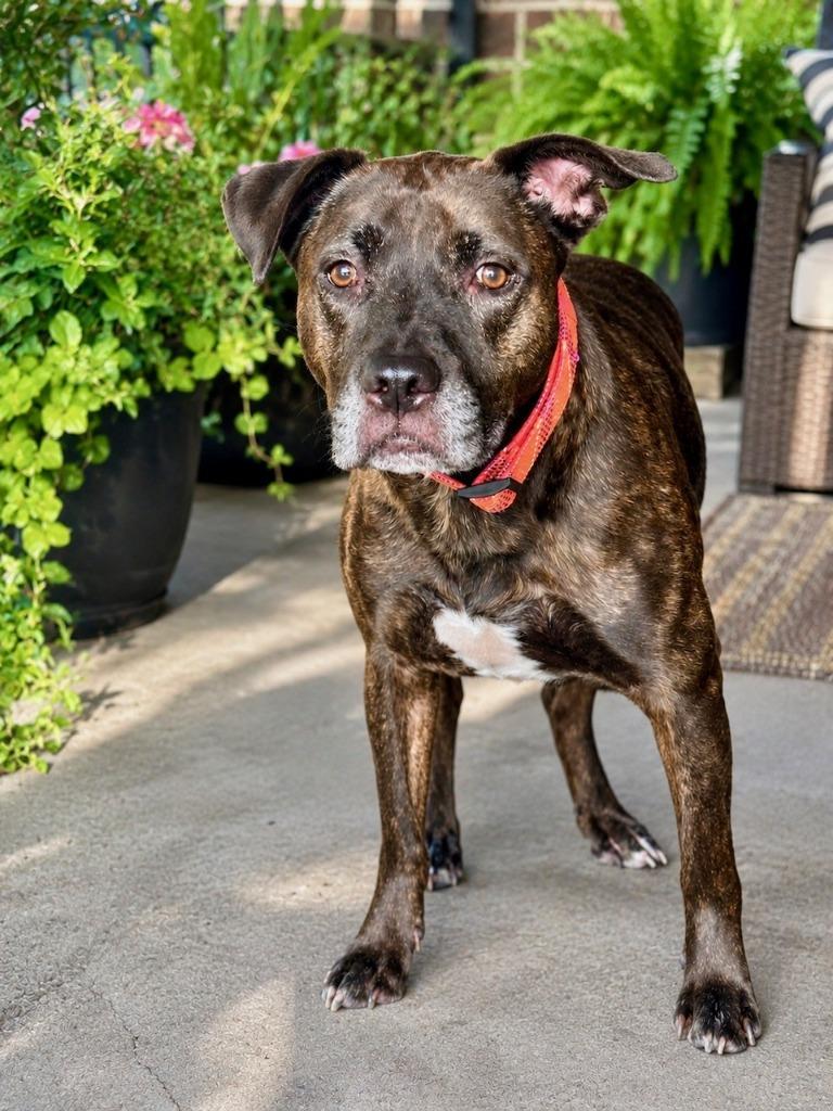Nemo, a Adoptable mixed breed in Seagoville, TX image 4/6