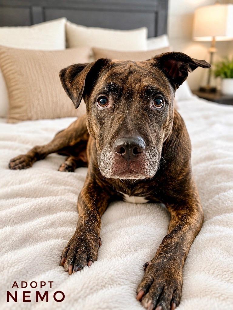 Nemo, a Adoptable mixed breed in Seagoville, TX image 6/6