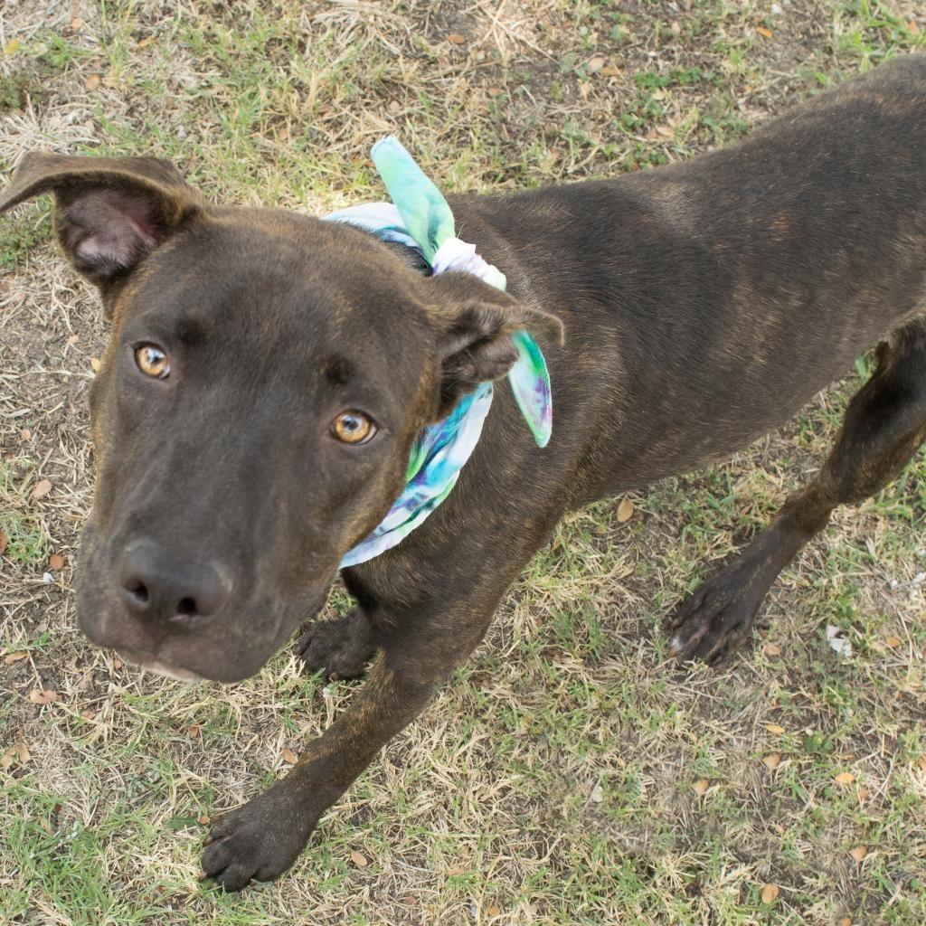 Nemo, a Adoptable mixed breed in Seagoville, TX image 6/6