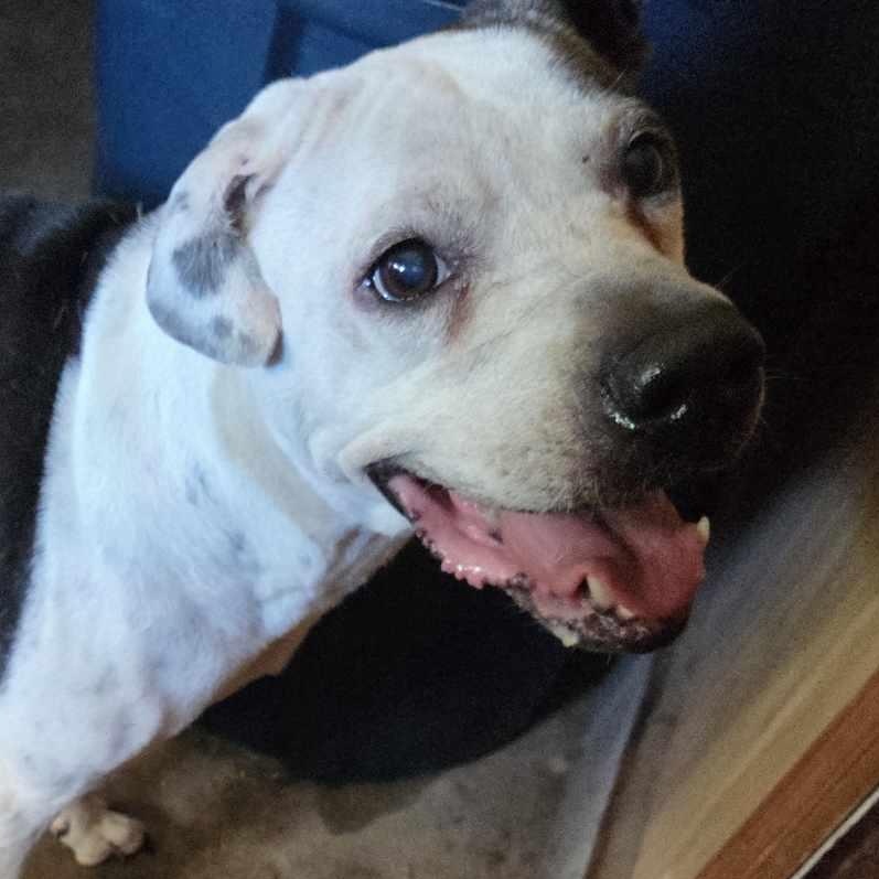 Jasmine (White & Black)