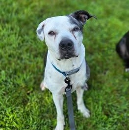 Jasmine (White & Black)