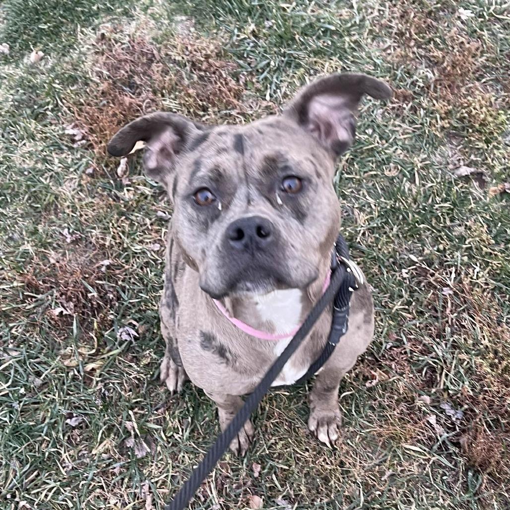 Nina, Adoptable, Adult Female American Staffordshire Terrier.