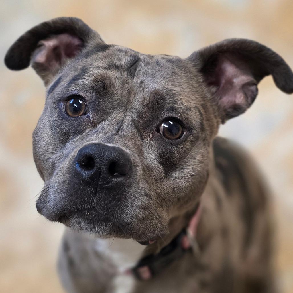 Nina, Adoptable, Adult Female American Staffordshire Terrier.