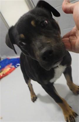 RIPLEY, Adoptable, Young Male Pit Bull Terrier & Mixed Breed.