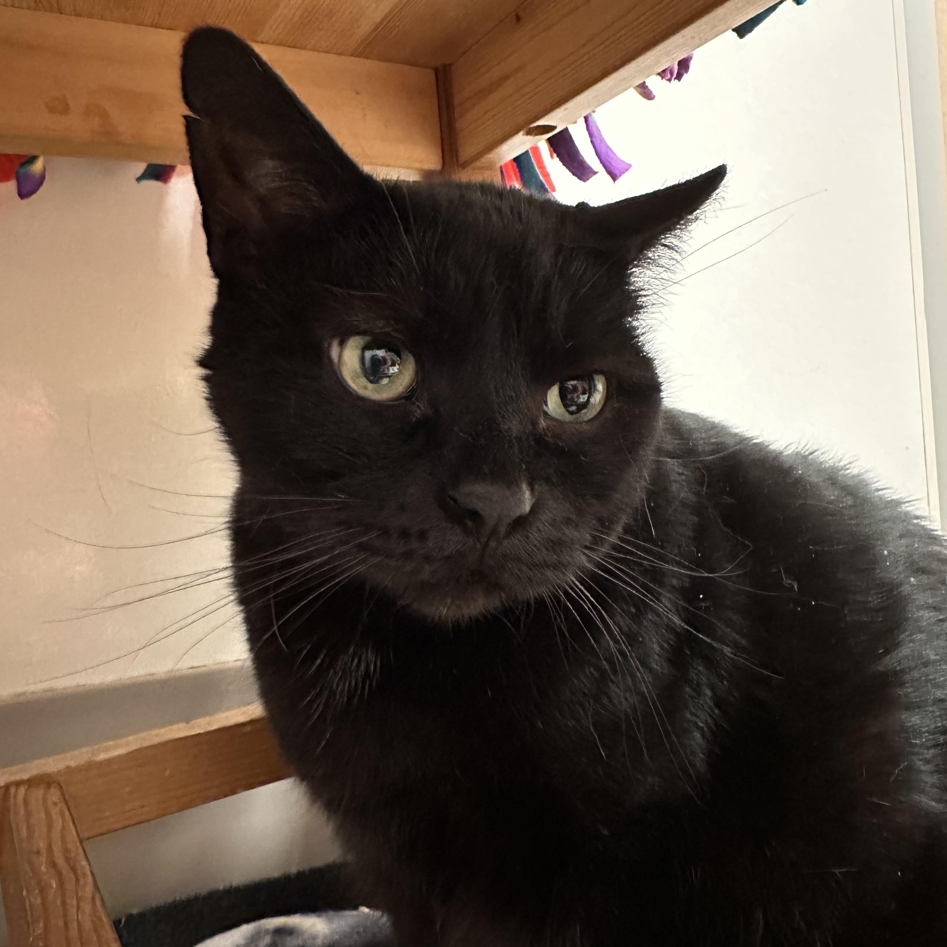 Meowdonna *HALF SPONSORED ADOPTION FEE*, Adoptable, Adult Female Domestic Short Hair.