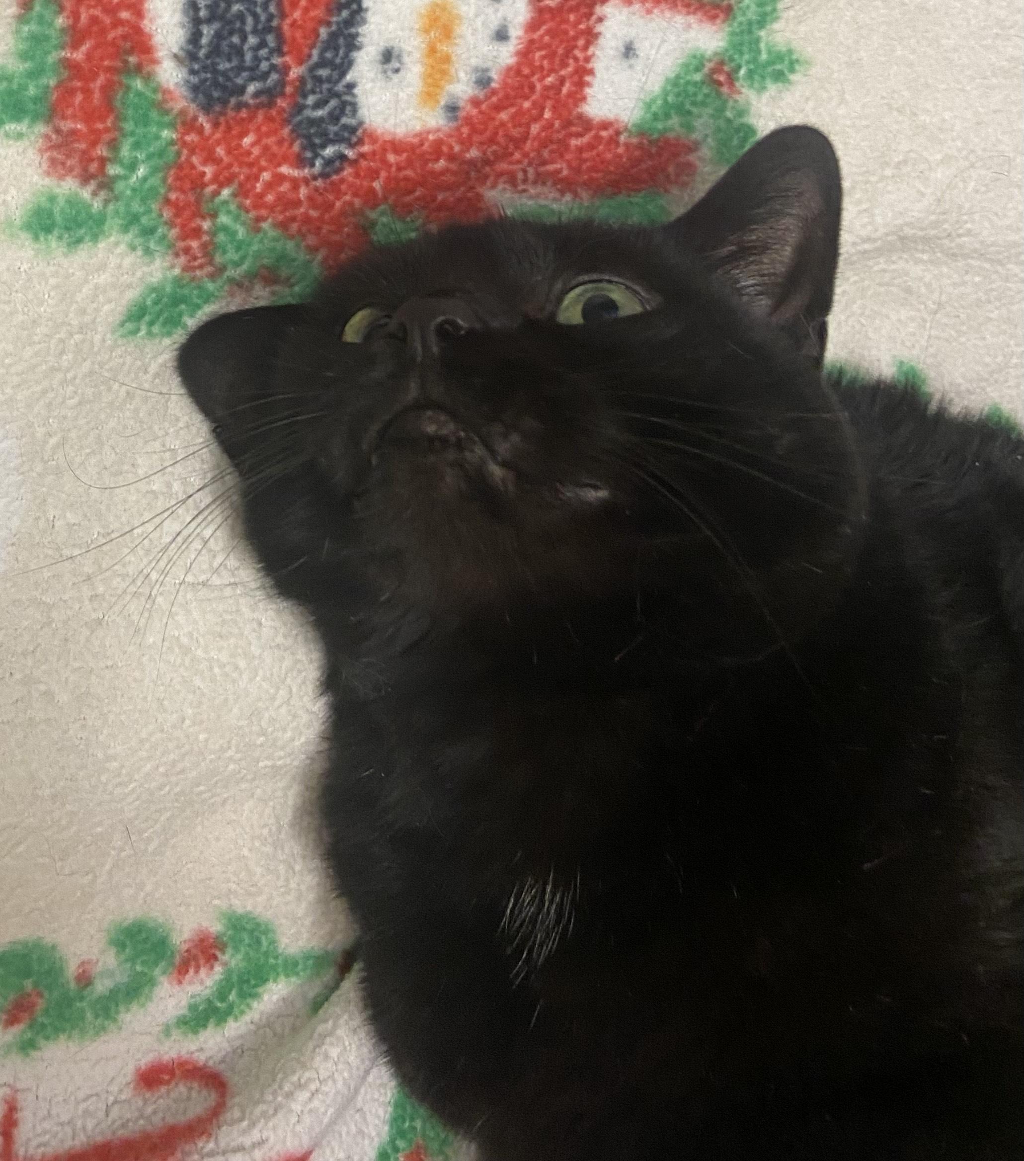 Meowdonna *HALF SPONSORED ADOPTION FEE*, a Adoptable Domestic Short Hair in Chicago, IL image 2/3