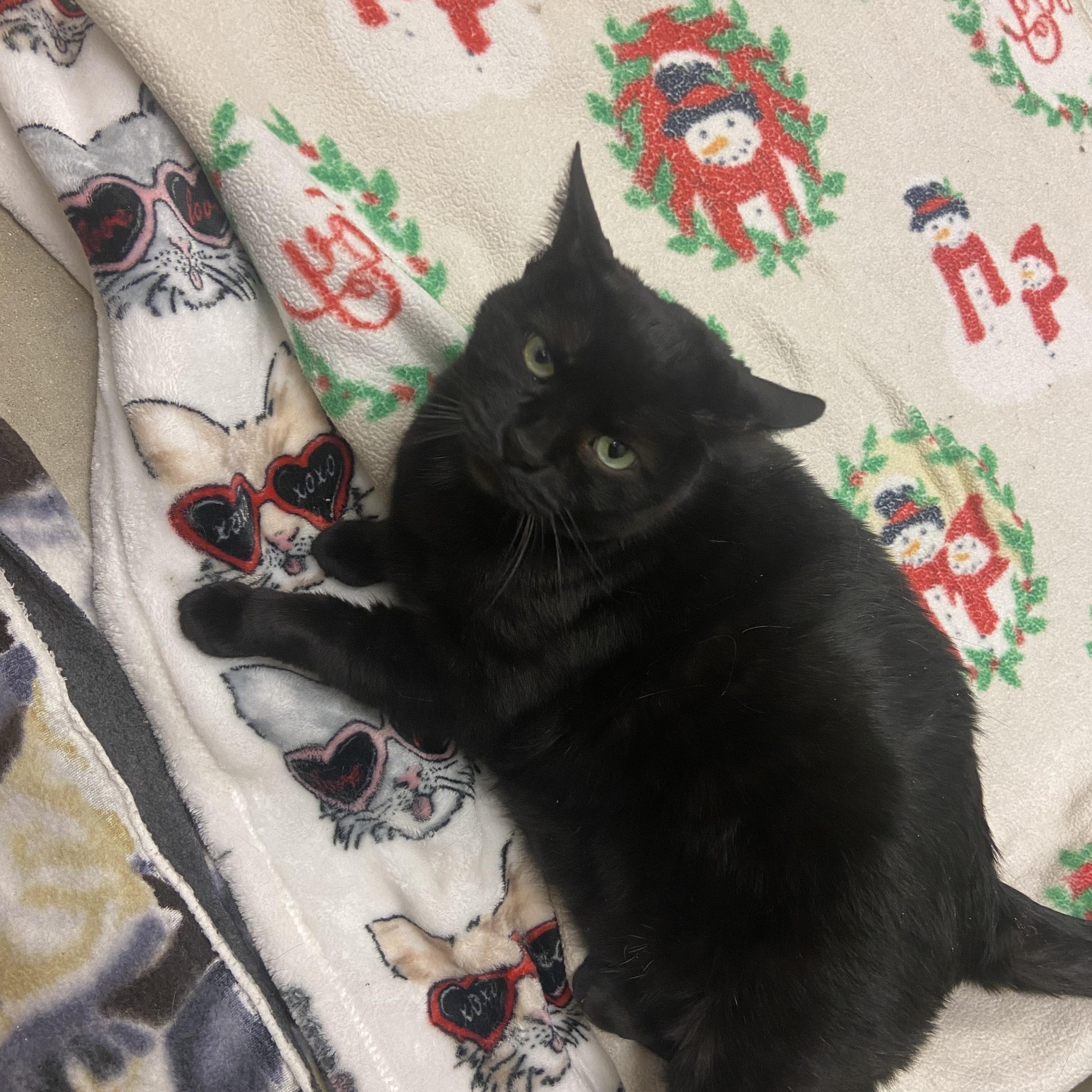 Meowdonna *HALF SPONSORED ADOPTION FEE*, a Adoptable Domestic Short Hair in Chicago, IL image 3/3