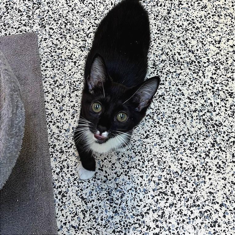 Enlarge Lumalee, a Adoptable Domestic Short Hair in Fresno, CA image 1/4