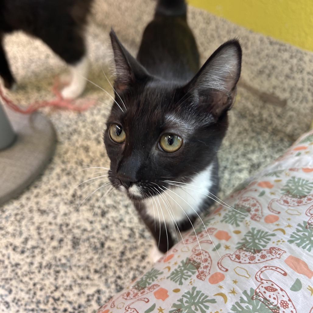 Enlarge Lumalee, a Adoptable Domestic Short Hair in Fresno, CA image 2/4