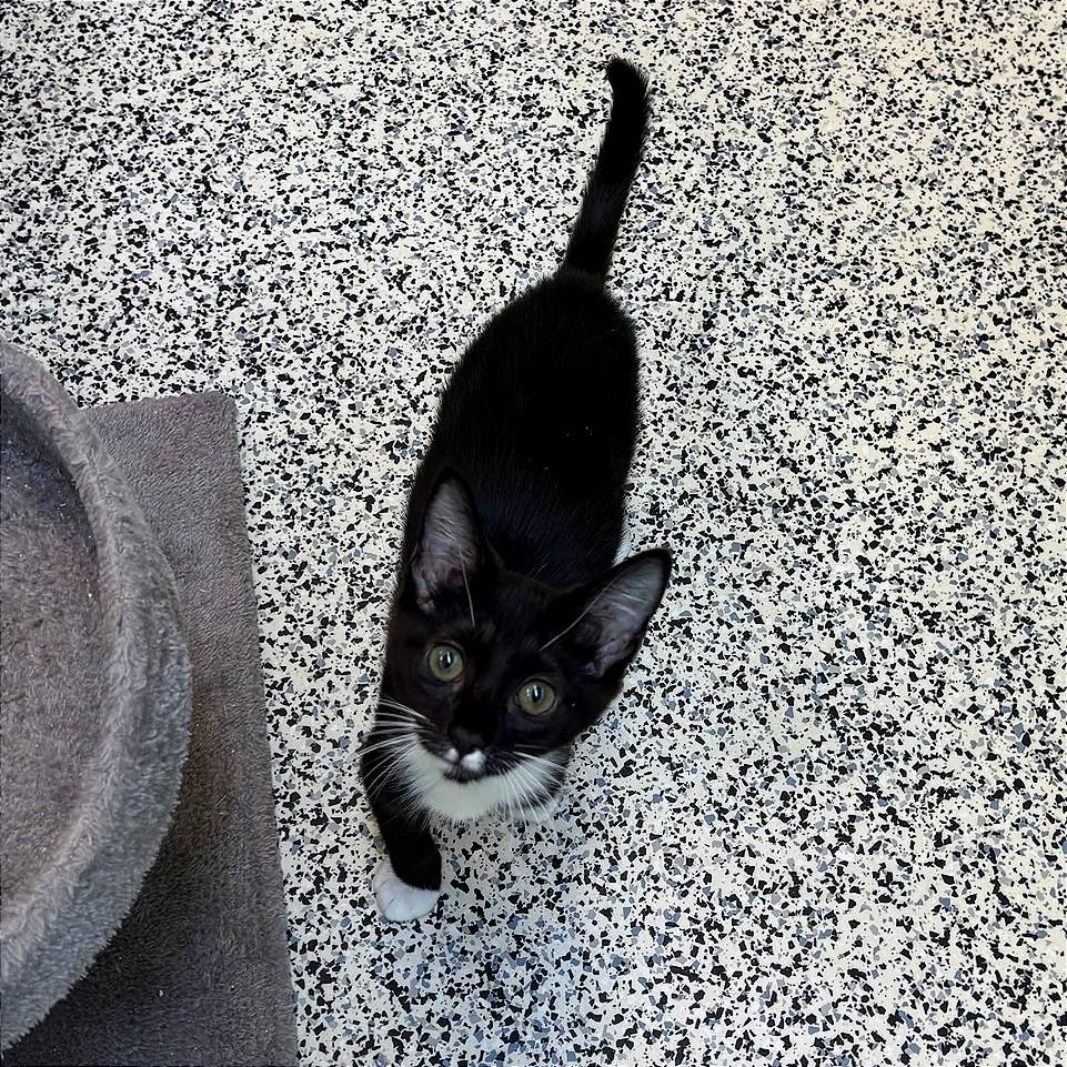 Enlarge Lumalee, a Adoptable Domestic Short Hair in Fresno, CA image 4/4